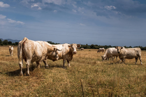 Pequeno grupo de vacas brancas, no pasto na paisagem rural de verão. Conceito de bem-estar animal na agricultura biológica
. - Foto, Imagem