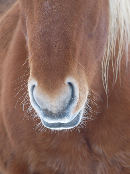 Horse Abstract - Photo, Image