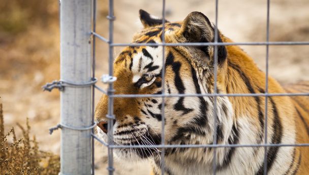 Tigre adulto na gaiola
 - Foto, Imagem