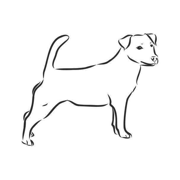 Handgezeichnete Skizze des süßen, lustigen Jack Russell Terriers. Vektorillustration - Vektor, Bild