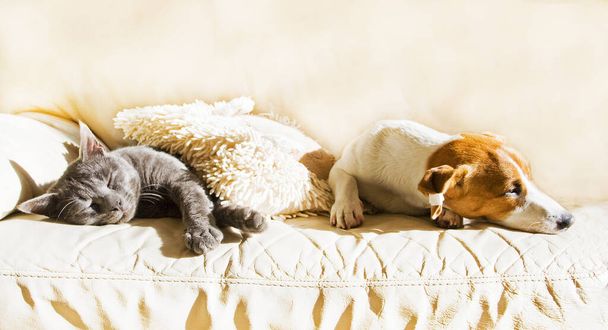 Τζακ Ράσελ κουτάβι κοιμάται στον καναπέ με μια γκρίζα γάτα μια ηλιόλουστη ανοιξιάτικη μέρα - Φωτογραφία, εικόνα