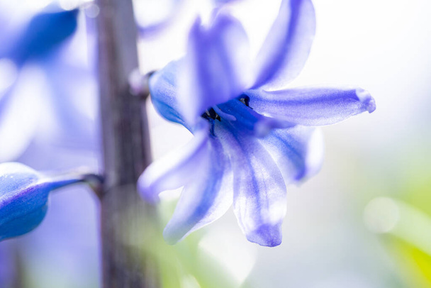 Hermosos detalles de ensueño tiros de jacinto azul-púrpura es als
 - Foto, Imagen