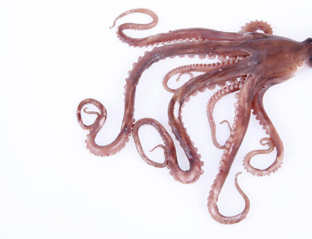 Octopustentakels, close-up - Foto, afbeelding