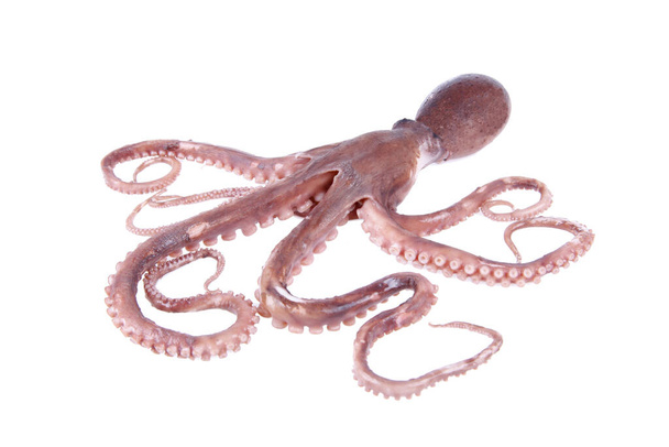 Octopus egyfajta tengeri állatok, íze finom, közelről - Fotó, kép