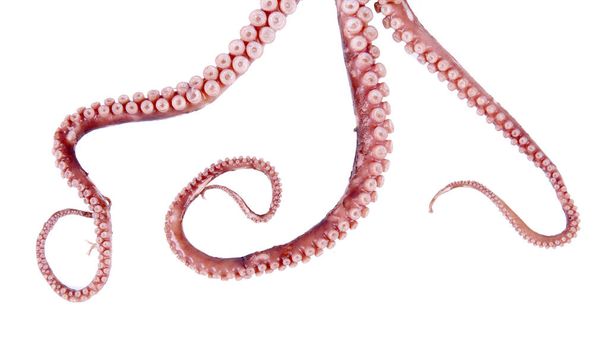 tentáculos de pulpo, primer plano
 - Foto, Imagen