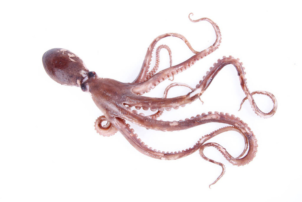 Octopus is een soort zeedieren, smaken heerlijk, close-up - Foto, afbeelding