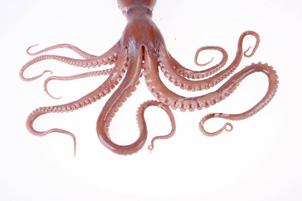 Octopus jest rodzajem zwierząt morskich, smakuje bardzo smacznie.Zbliżenie - Zdjęcie, obraz