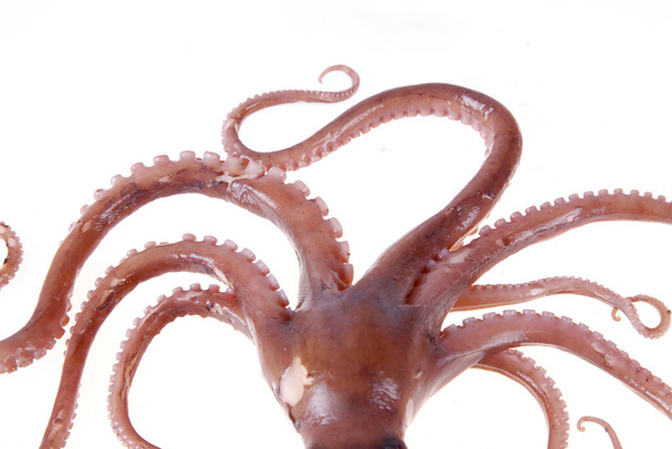 Octopus is a kind of sea animals, tastes very delicious.A close-up - Foto, imagen