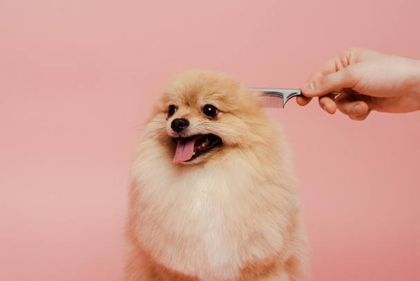 Ausgeschnittene Ansicht von Pfleger mit Kamm machen Frisur zu Pommerschen Spitzhund isoliert auf rosa - Foto, Bild