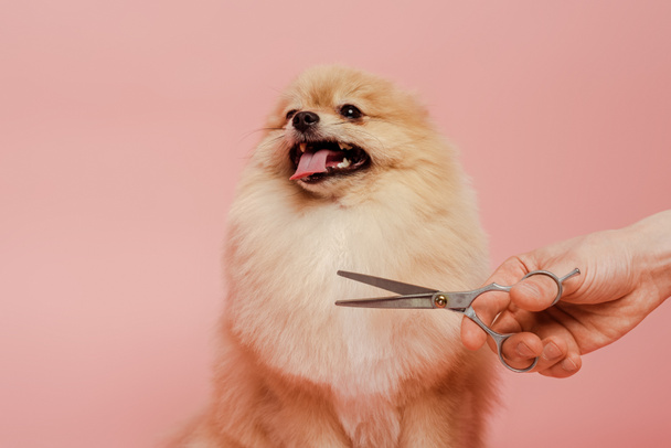 vista recortada de peluquero profesional con tijeras haciendo peinado al perro spitz pomeraniano aislado en rosa
 - Foto, Imagen