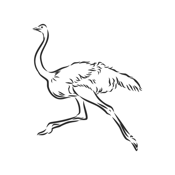 Vector illustration. Hand drawn realistic sketch of ostrich - Wektor, obraz