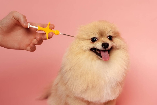 καλλιεργημένη άποψη του ανθρώπου κρατώντας σύριγγα για microchipping Spitz σκυλί σε ροζ - Φωτογραφία, εικόνα