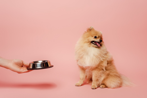 cropped view of woman giving bowl with food to dog on pink - Foto, afbeelding