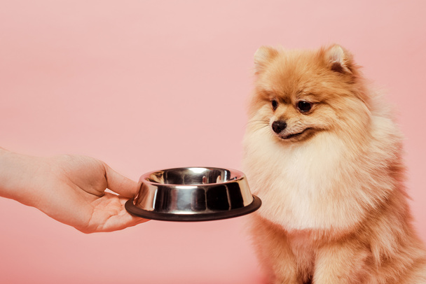 cropped view of fluffy woman giving bowl with food to pomeranian spitz dog isolated on pink - Photo, Image