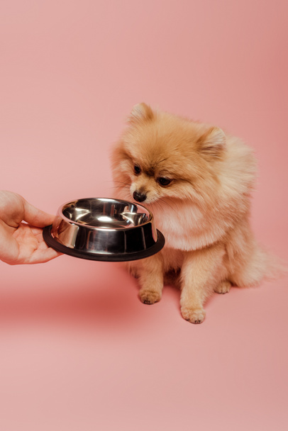 cropped view of woman giving empty bowl to pomeranian spitz dog on pink - Фото, зображення