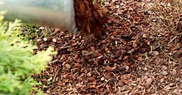 mulching garden plant bed with pine tree bark mulch - Video, Çekim