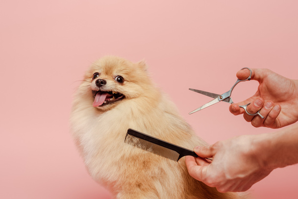 vue recadrée du toiletteur avec ciseaux et peigne faisant coiffure au chien spitz poméranien isolé sur rose
 - Photo, image