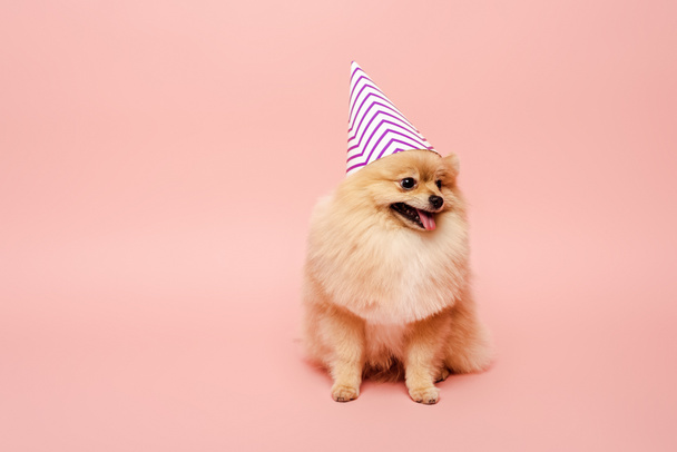 pomeranian spitz dog sitting in party cone for birthday on pink - Fotó, kép