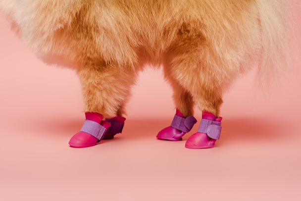 cropped view of pomeranian spitz standing in dog shoes on pink - Fotó, kép