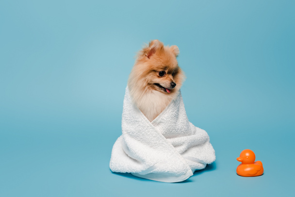 милая померанская собака-шпиц, завернутая в полотенце на голубом с резиновой уткой
 - Фото, изображение