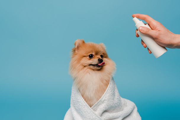 cropped view of groomer with spray bottle near cute dog wrapped in towel on blue - Photo, Image