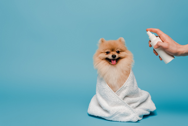 vista ritagliata del toelettatore con bottiglia spray vicino al cane pomerania spitz avvolto in asciugamano su blu
 - Foto, immagini