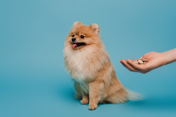 cropped view of woman holding tablets in hand near fluffy pomeranian spitz dog on blue - Photo, Image