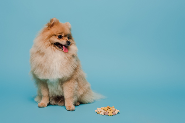 fluffy little pomeranian spitz dog with tablets on blue - Photo, Image