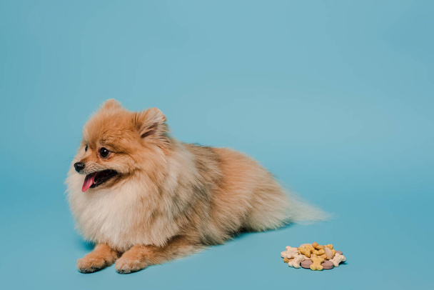 αξιολάτρευτο αφράτο pomeranian Spitz σκυλί με δισκία σε μπλε - Φωτογραφία, εικόνα