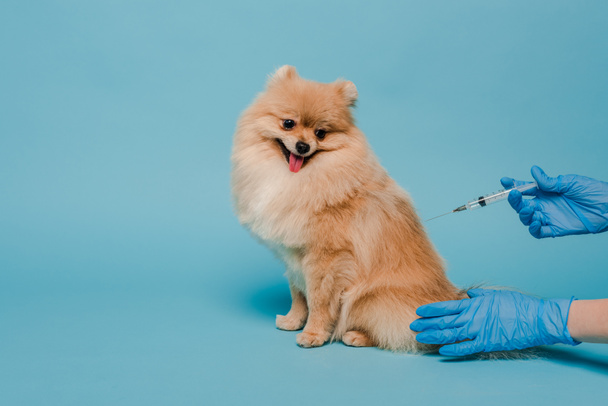 przycięty widok lekarza weterynarii w rękawiczkach lateksowych trzymających strzykawkę i wykonujących szczepienia dla rozlanego psa na niebiesko  - Zdjęcie, obraz