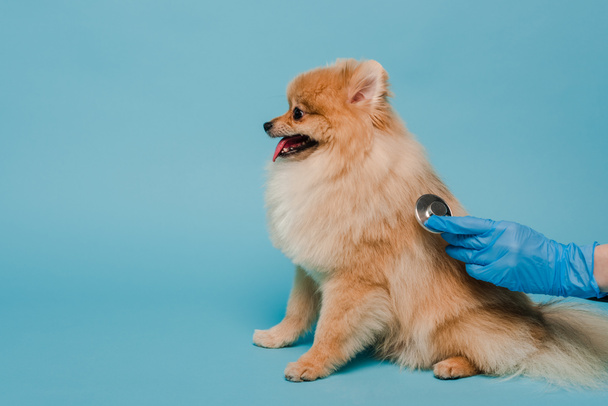 cropped view of veterinarian in latex glove examining pomeranian spitz dog with stethoscope on blue - Photo, image