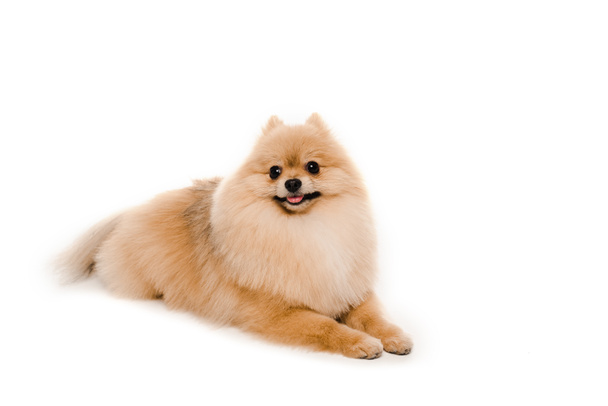 funny little pomeranian spitz dog lying isolated on white - Фото, изображение