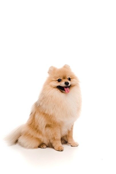 engraçado pomeranian spitz cão sentado no branco
 - Foto, Imagem