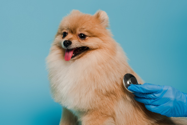 vista recortada de veterinario en guante de látex perro examinador con estetoscopio aislado en azul
 - Foto, Imagen