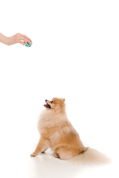 καλλιεργημένη άποψη της pomeranian Spitz σκυλί και η γυναίκα κρατώντας μπάλα σε λευκό  - Φωτογραφία, εικόνα