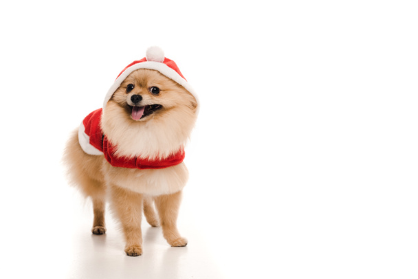 harige pomeranian spitz hond in santa kostuum op wit - Foto, afbeelding