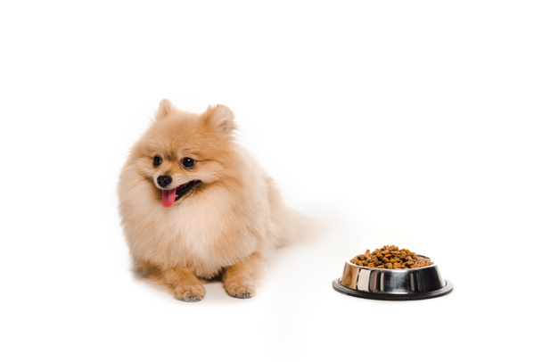 pomeranian spitz lähellä kulhoon koiran ruokaa valkoinen
 - Valokuva, kuva