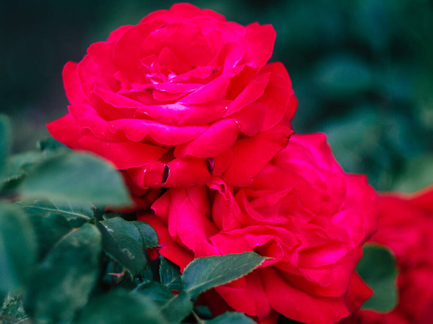美しい赤いバラが通りの近くで - 写真・画像