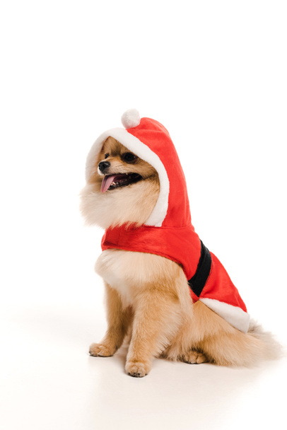 adorable pomeranian spitz dog in santa costume at christmastime on white - Φωτογραφία, εικόνα