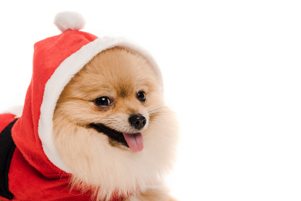 pomeranian spitz dog in santa costume at christmastime isolated on white - Photo, Image
