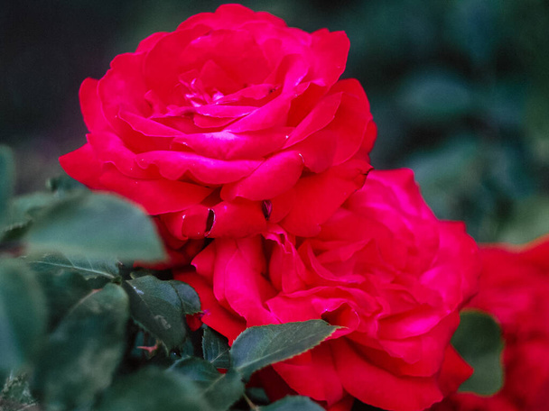 Hermosa rosa roja cerca de la calle
 - Foto, Imagen
