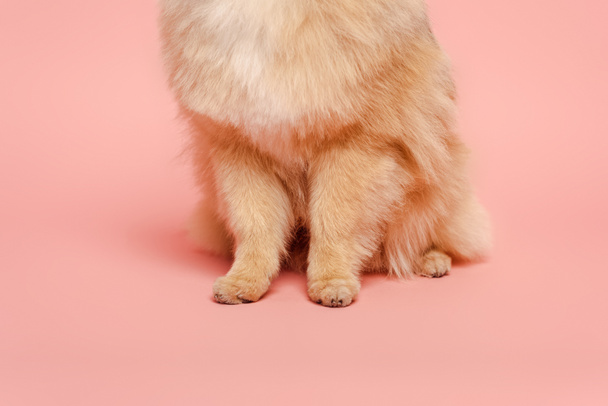 cropped view of red haired dog on pink - Foto, imagen