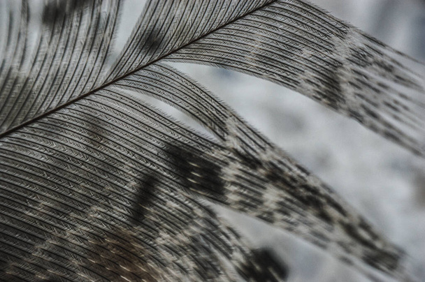 la pluma de faisán gris brilla a través de macro de primer plano
 - Foto, Imagen
