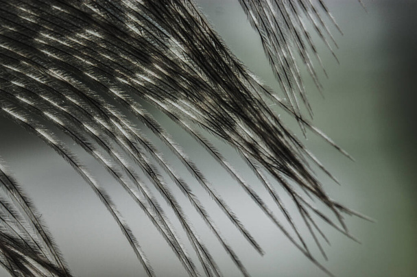 la pluma de faisán gris brilla a través de macro de primer plano
 - Foto, Imagen