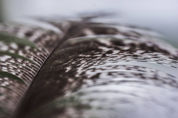 το γκρίζο φτερό φασιανού λάμπει μέσω closeup macro - Φωτογραφία, εικόνα
