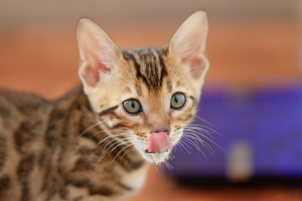 The Bengal kitten drank milk and got his beard dirty. He licks himself - Photo, Image