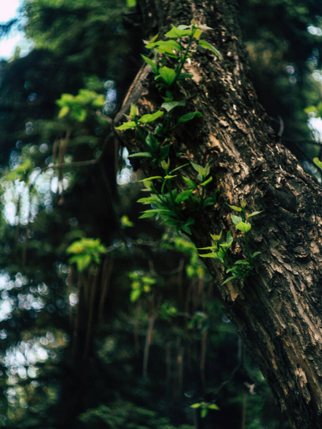 Vaakatasossa koko runko näkymä paksu urbaani puu haara kesällä
 - Valokuva, kuva