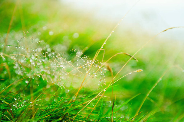 Zelená tráva s kapkami vody během deště. Makro obraz, mělká hloubka pole. Krásné letní příroda pozadí - Fotografie, Obrázek