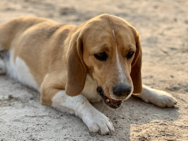 Beagle dog se trouve dans la cour. Pet, ami de la famille, chien pur-sang à l'air frais. Coloration blanc-brun d'un chien de chasse
. - Photo, image