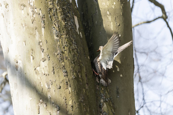 Ente fliegt zwischen den Ästen eines reifen Baumes. - Foto, Bild